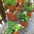 container gardening