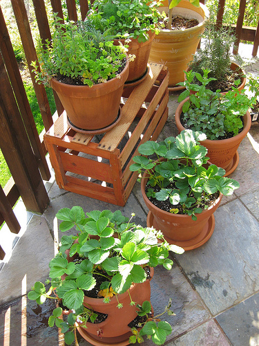 Use Container Gardening to Create a Small Vegetable Garden