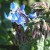 borage