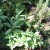growing herbs