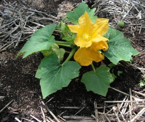 coffee grounds in the garden