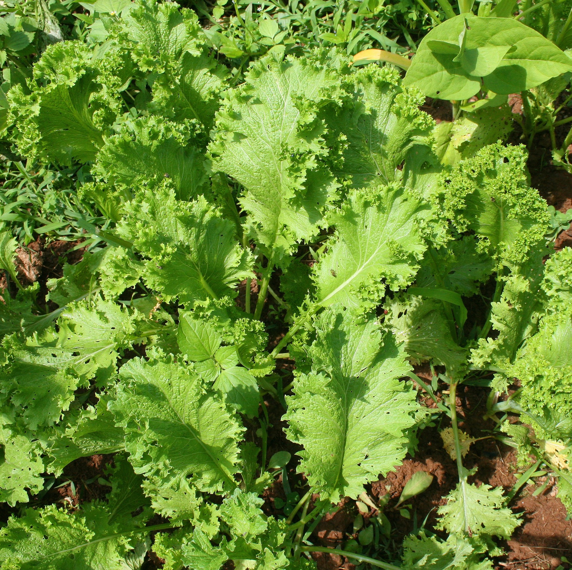 grow-organic-greens-arugula-to-mustard-greens-and-everything-in