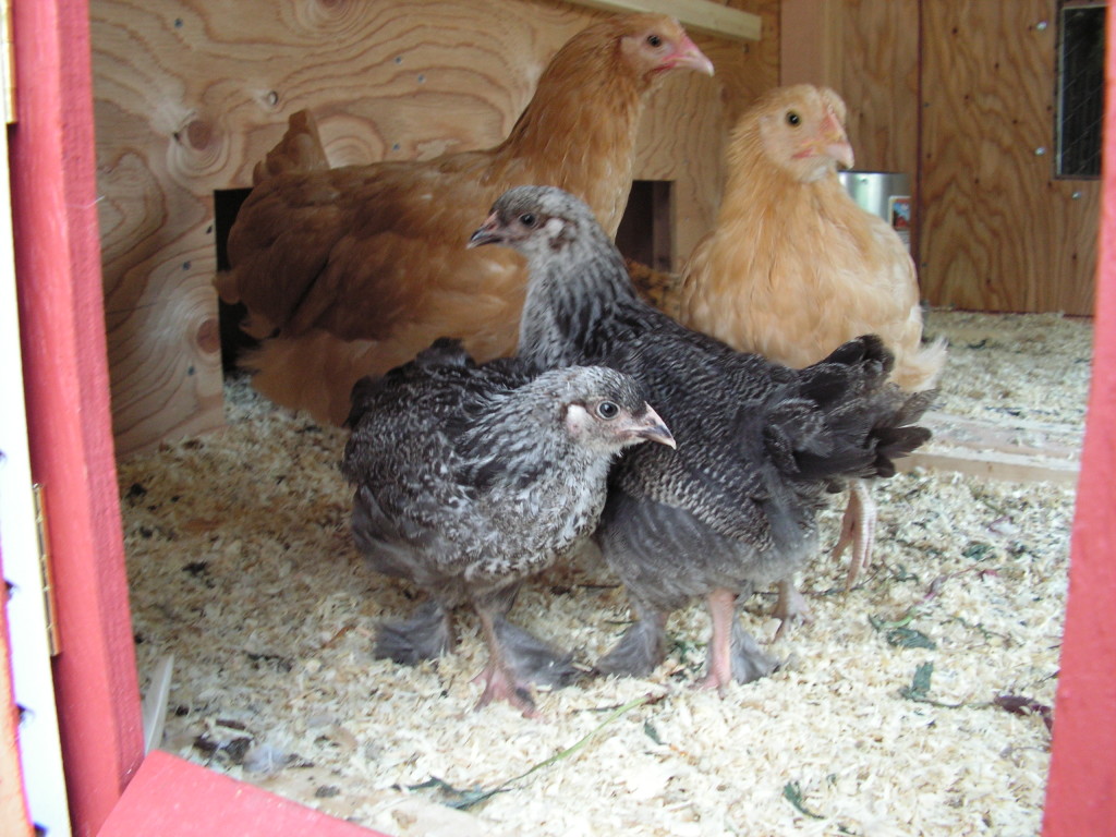 Chicken House with Happy Chicks