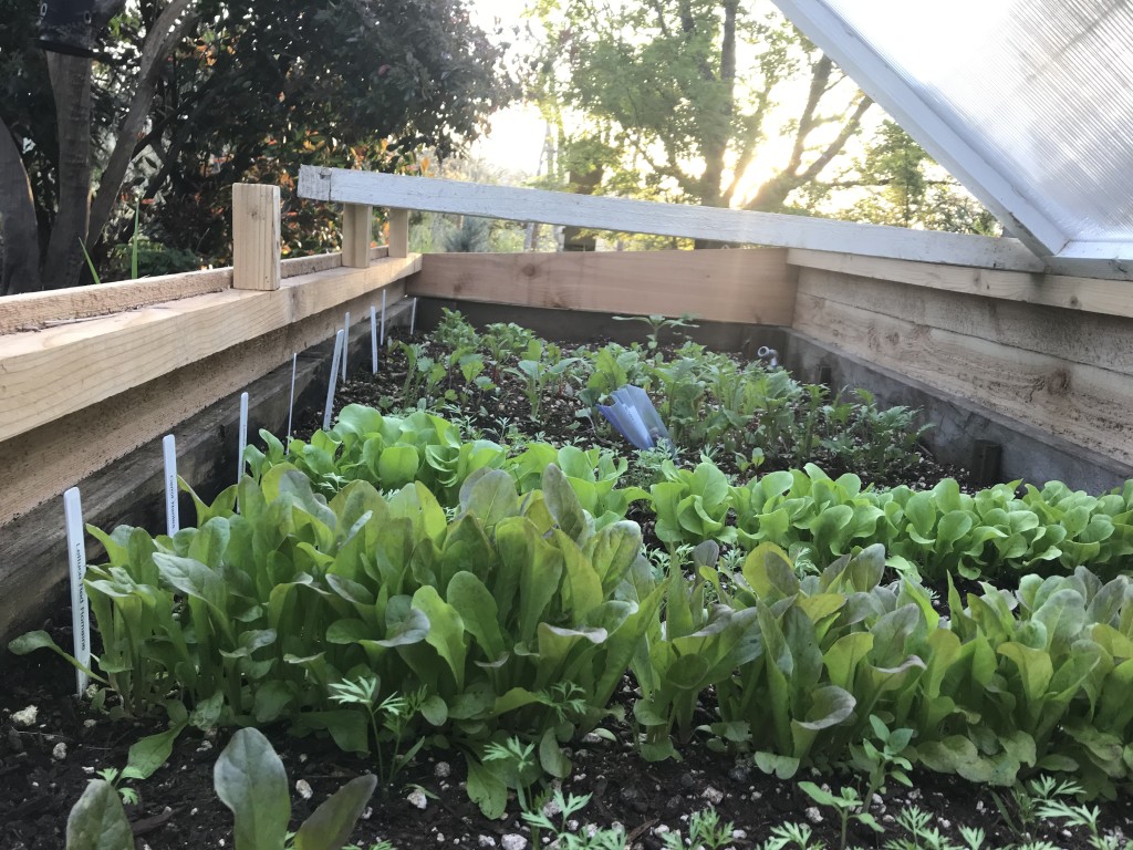 Growing greens in a cold frame